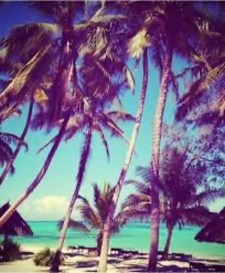 Palm trees over a turquoise beach